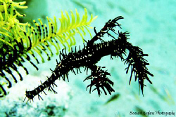 My first ghost pipefish in 4 months. by Bernard Maglana 
